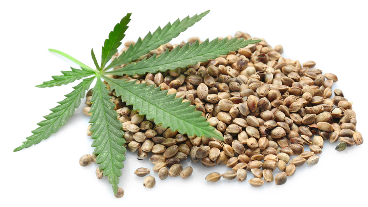 How Hemp Protein Powder Stacks Up to Other Protein Powders