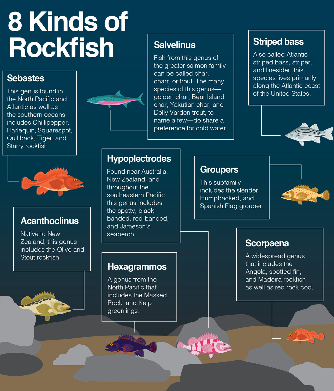 Rockfish health benefits, hazards, recipes, and more.