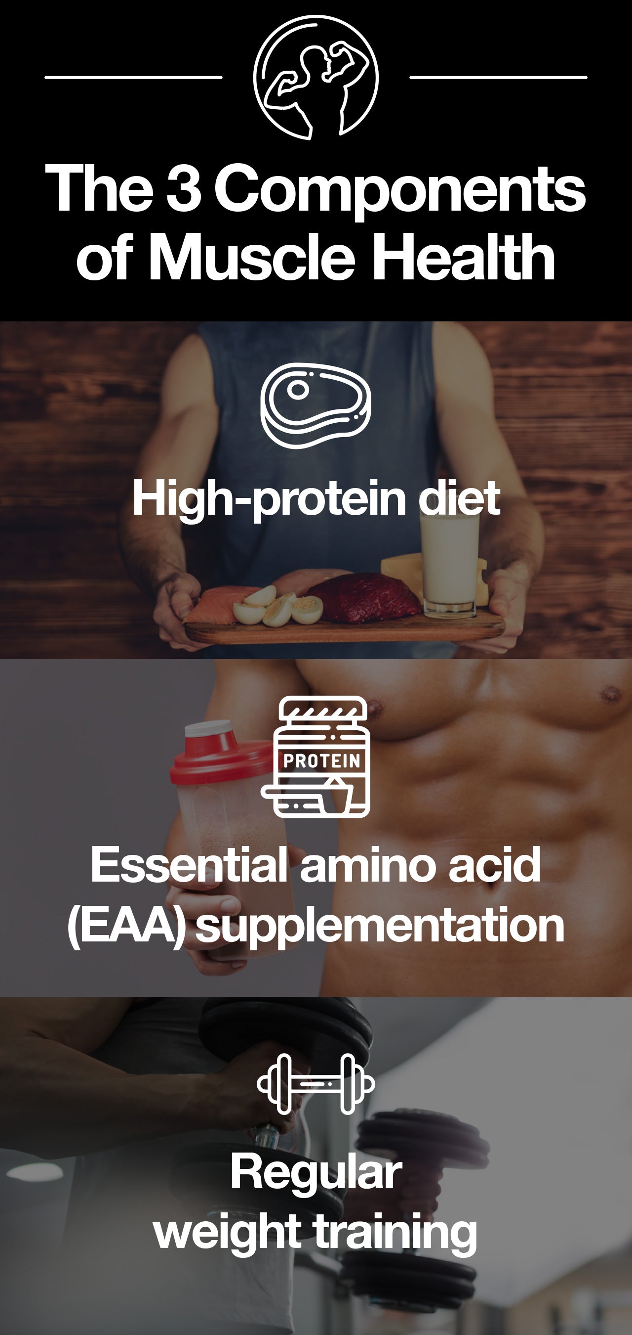 Amino acids are the building blocks of the protein that makes up muscle.