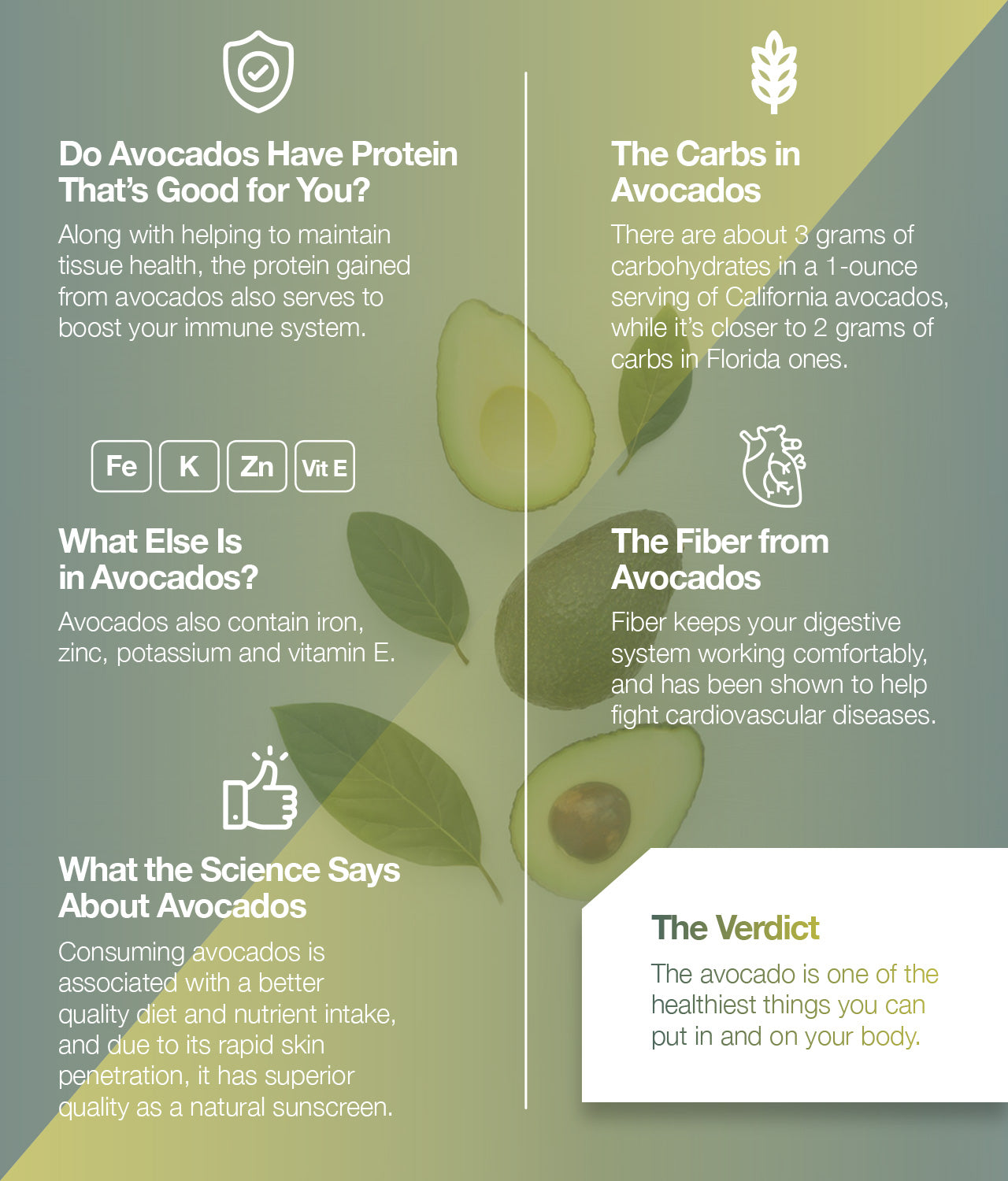 Do avocados have protein? Find out here