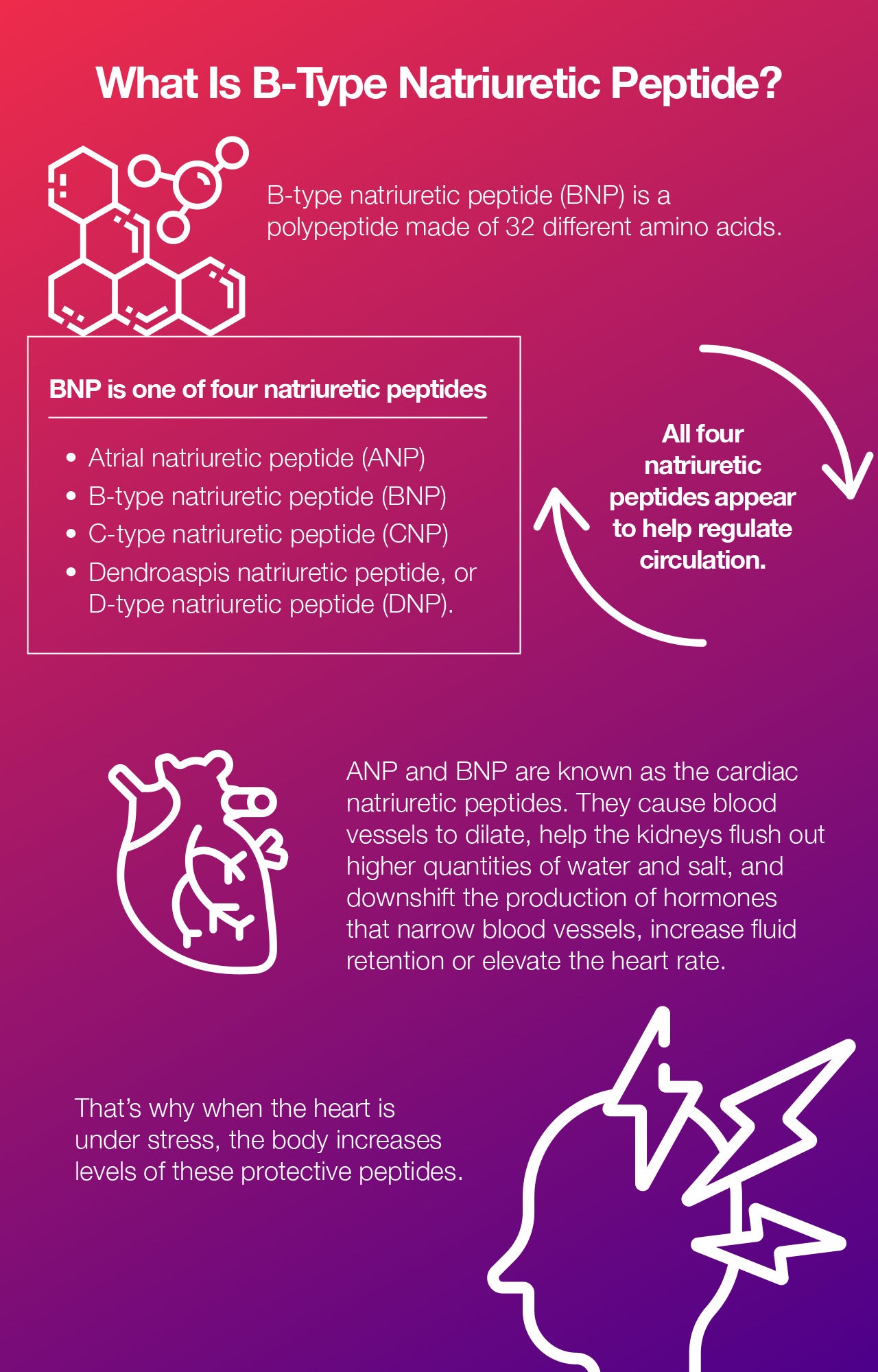 What is B-Type Natriuretic Peptide?