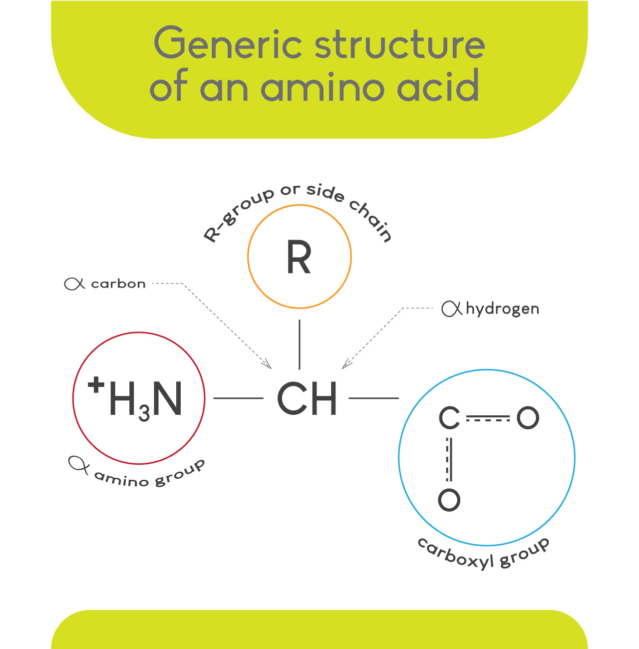 Structure of an amino acid