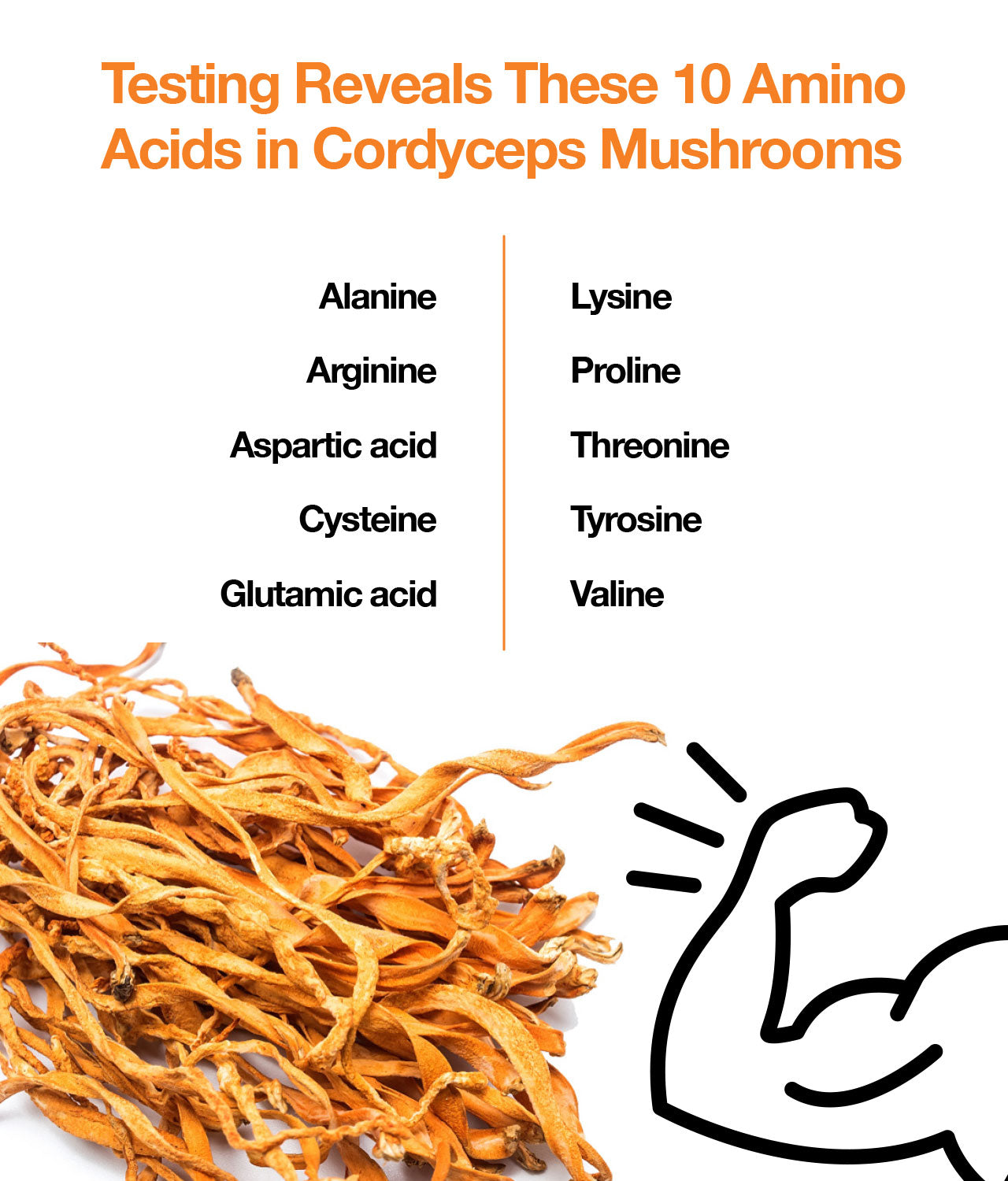 Testing Reveals These 10 Amino Acids in Cordyceps Mushrooms