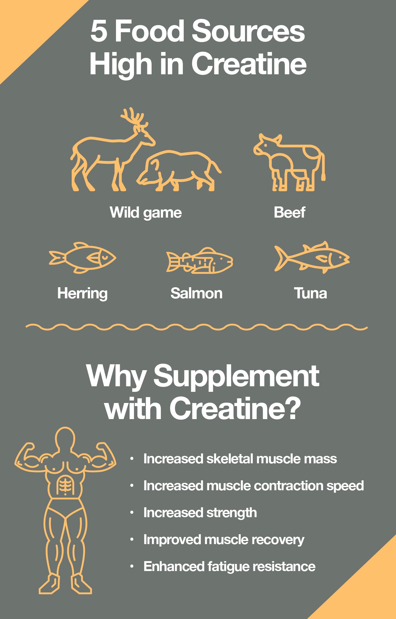 Creatine has beneficial effects on athletic performance