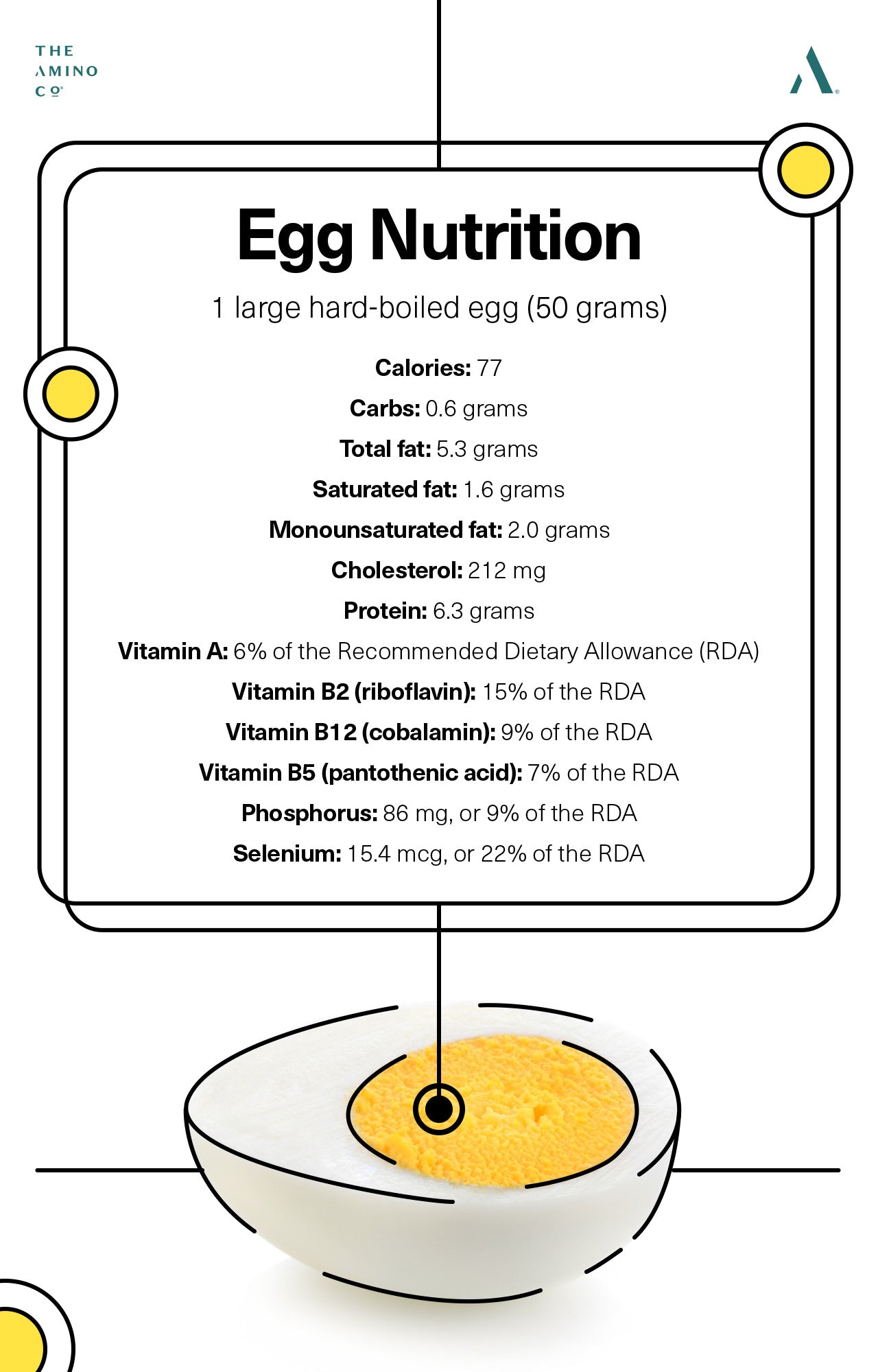 Egg Nutrition