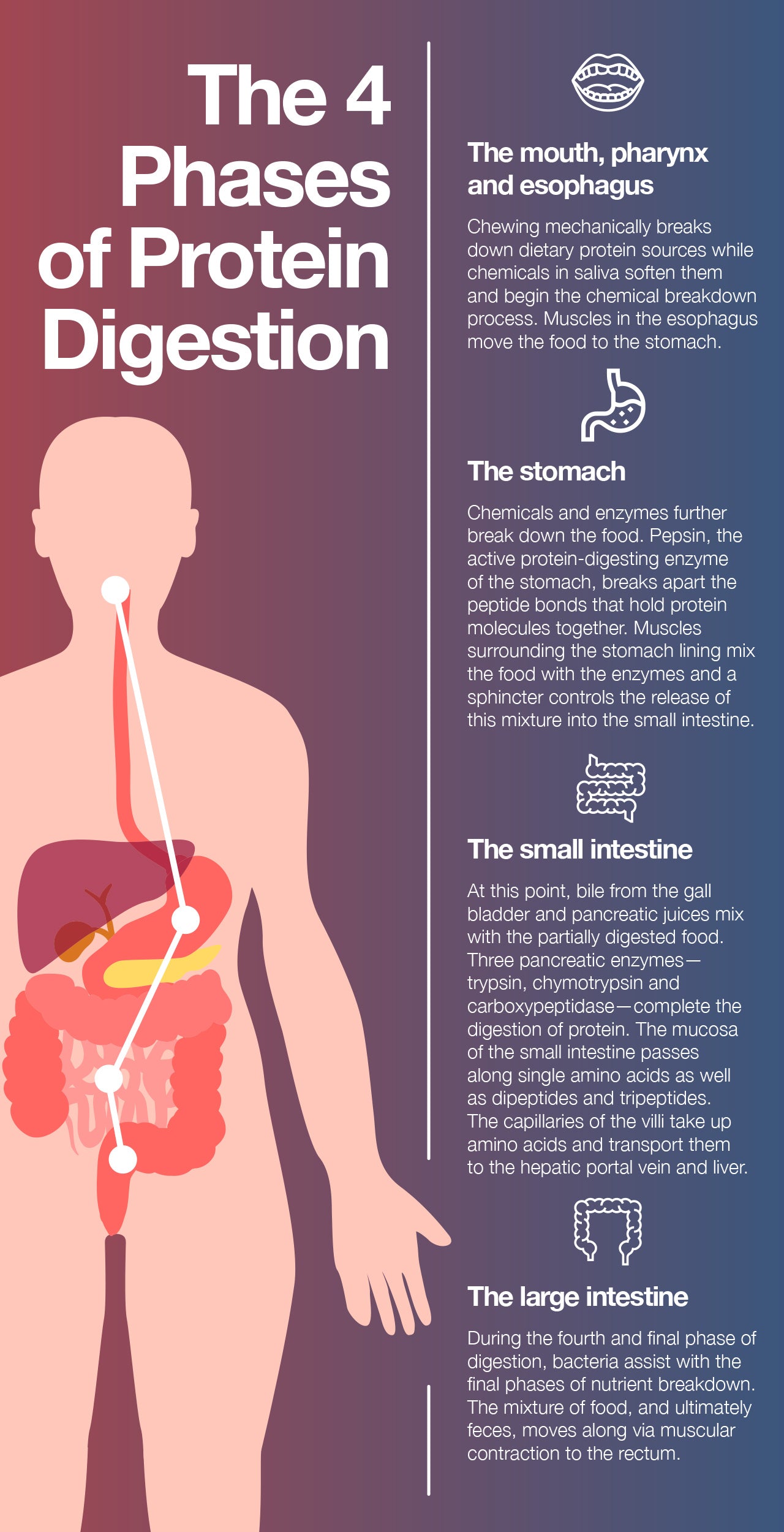 Protein and Free Amino Acids Digestion and Absorption: Which Wins the Race?