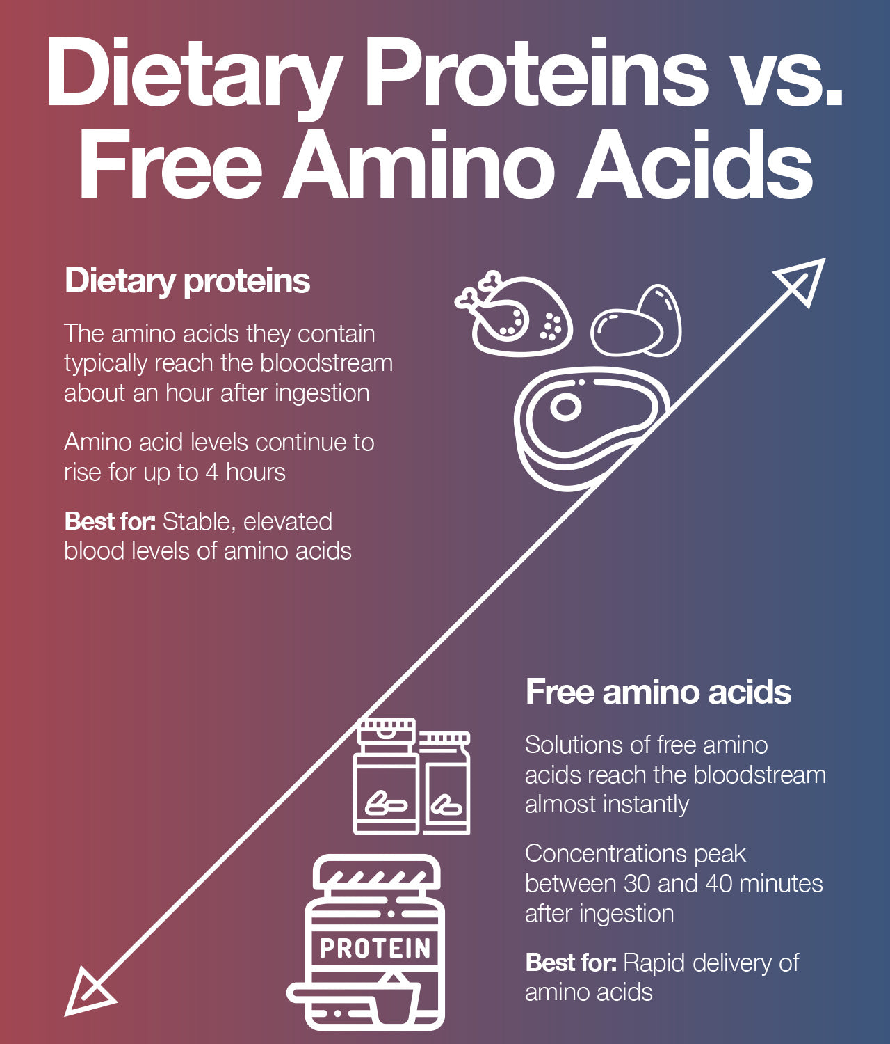 Protein and Free Amino Acids Digestion and Absorption: Which Wins the Race?
