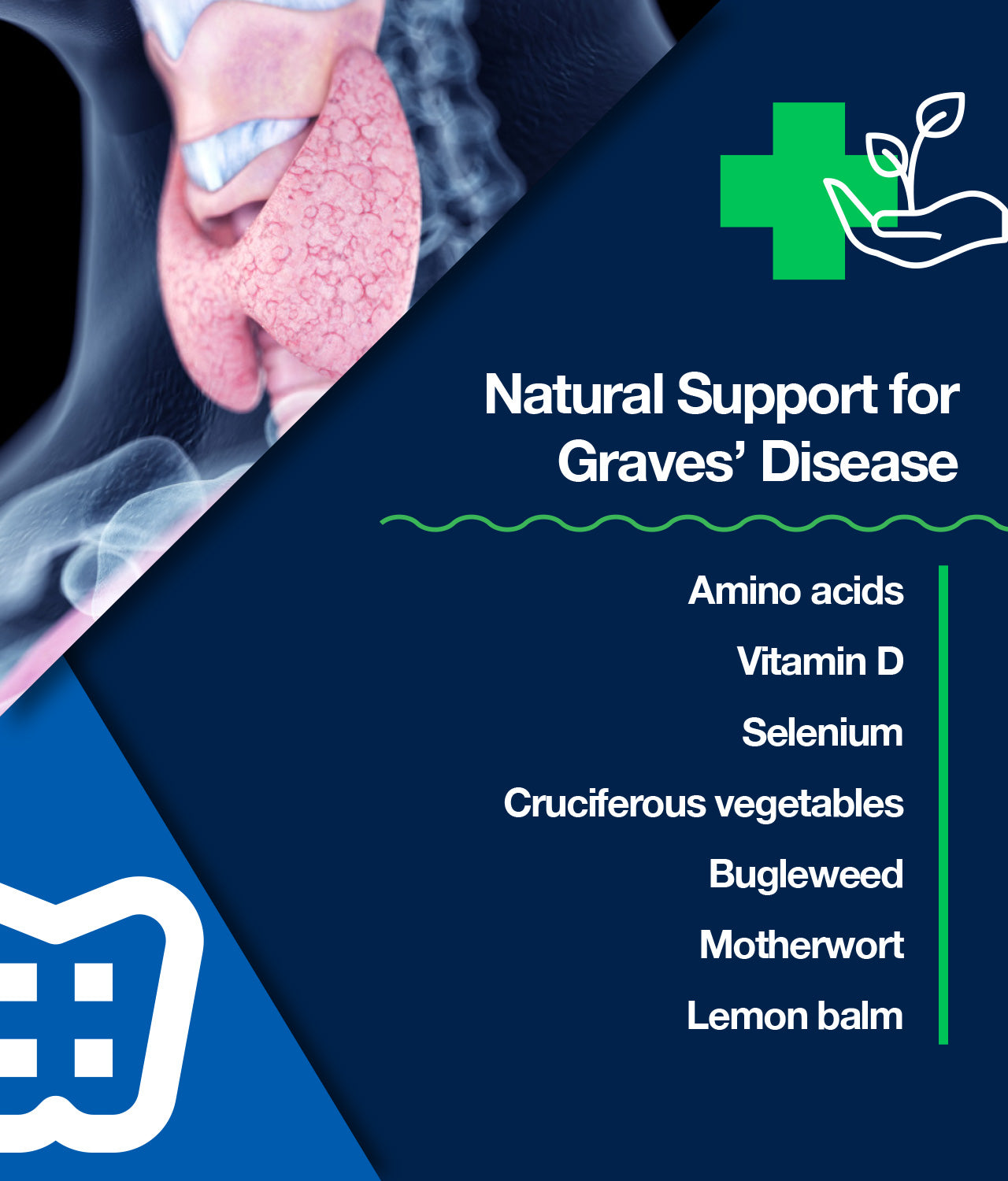 Natural Support for Graves’ Disease