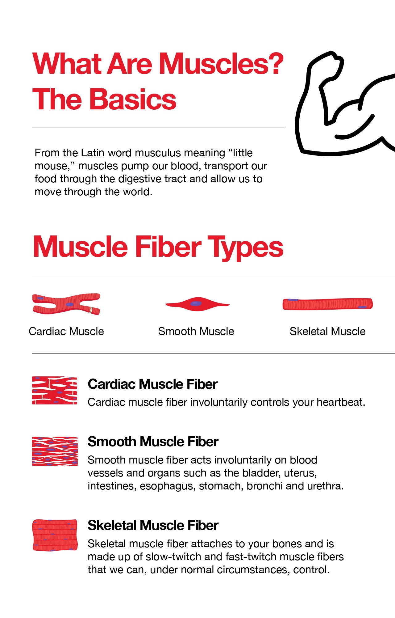 What Are Muscles? The Basics