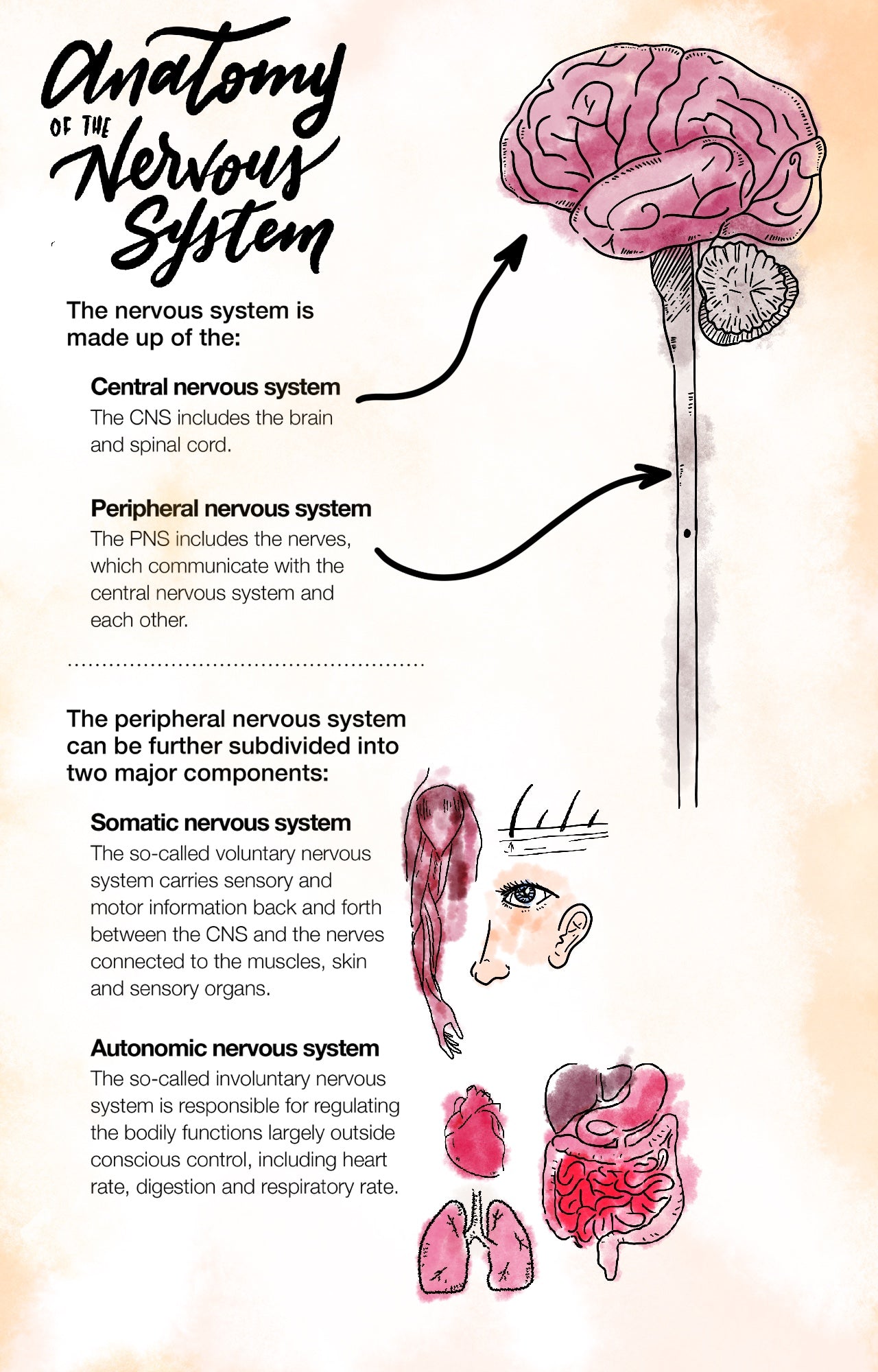 Anatomy of the Nervous System