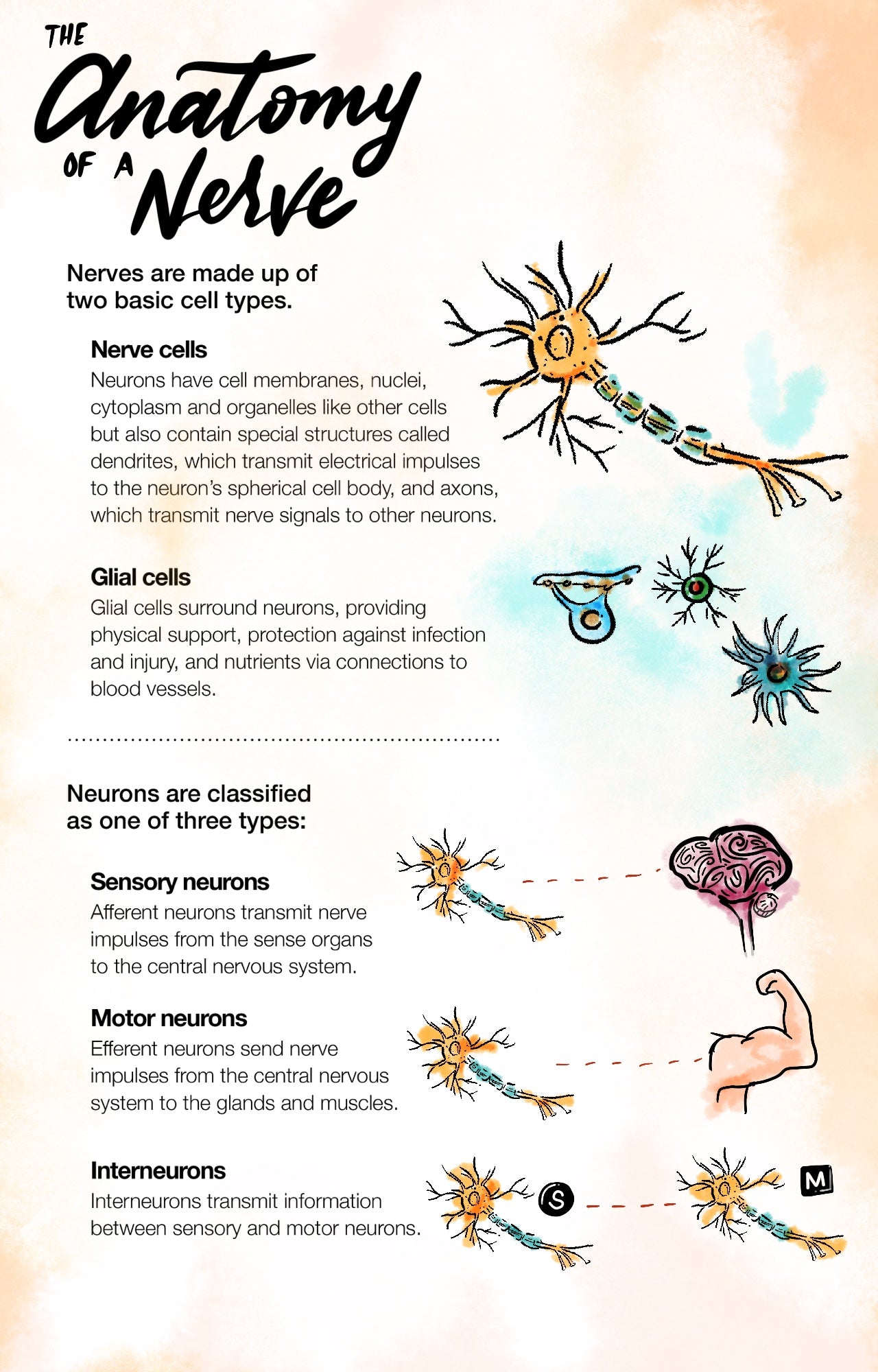 The Anatomy of a Nerve