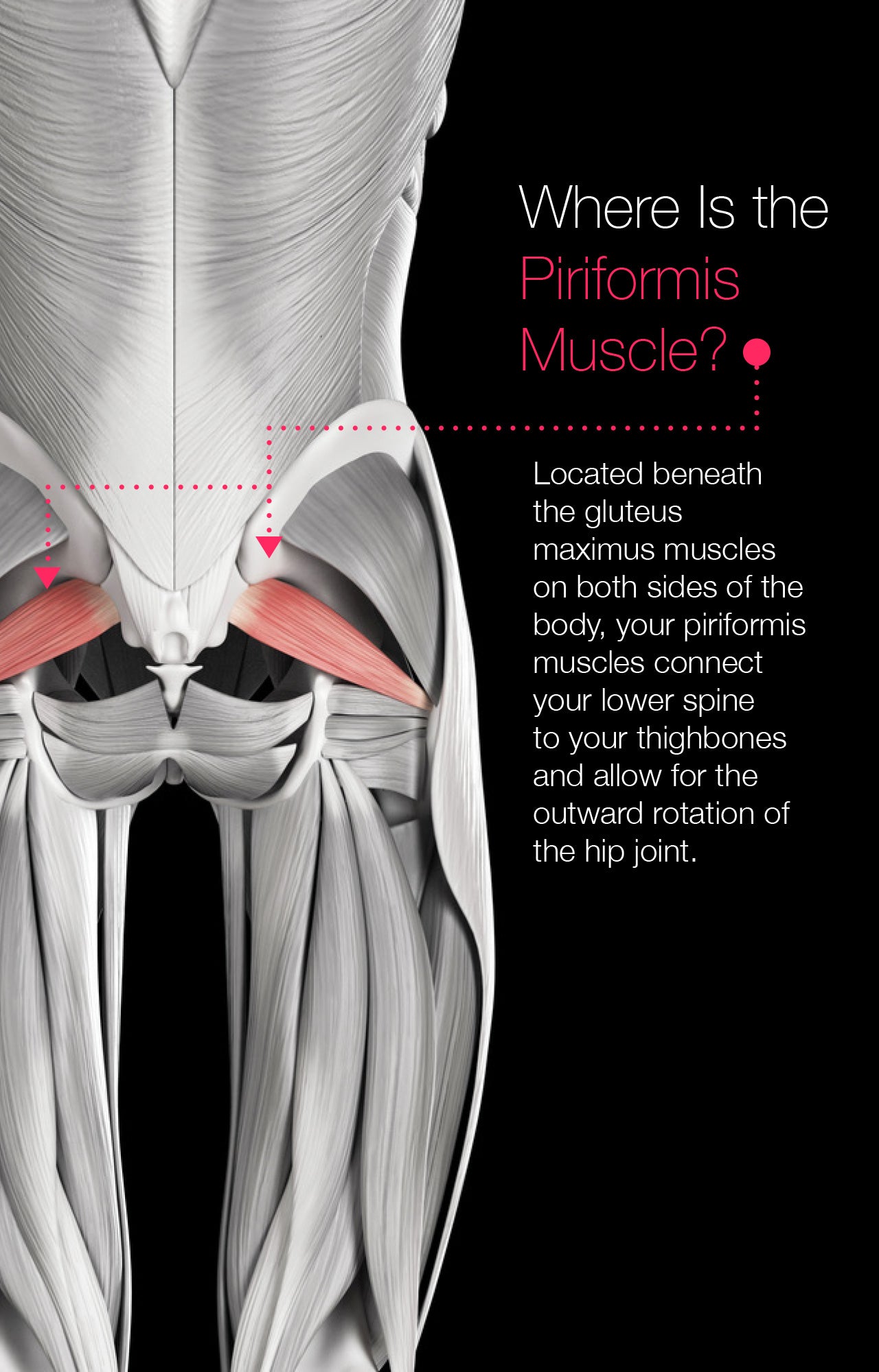 Where Is the Piriformis Muscle?