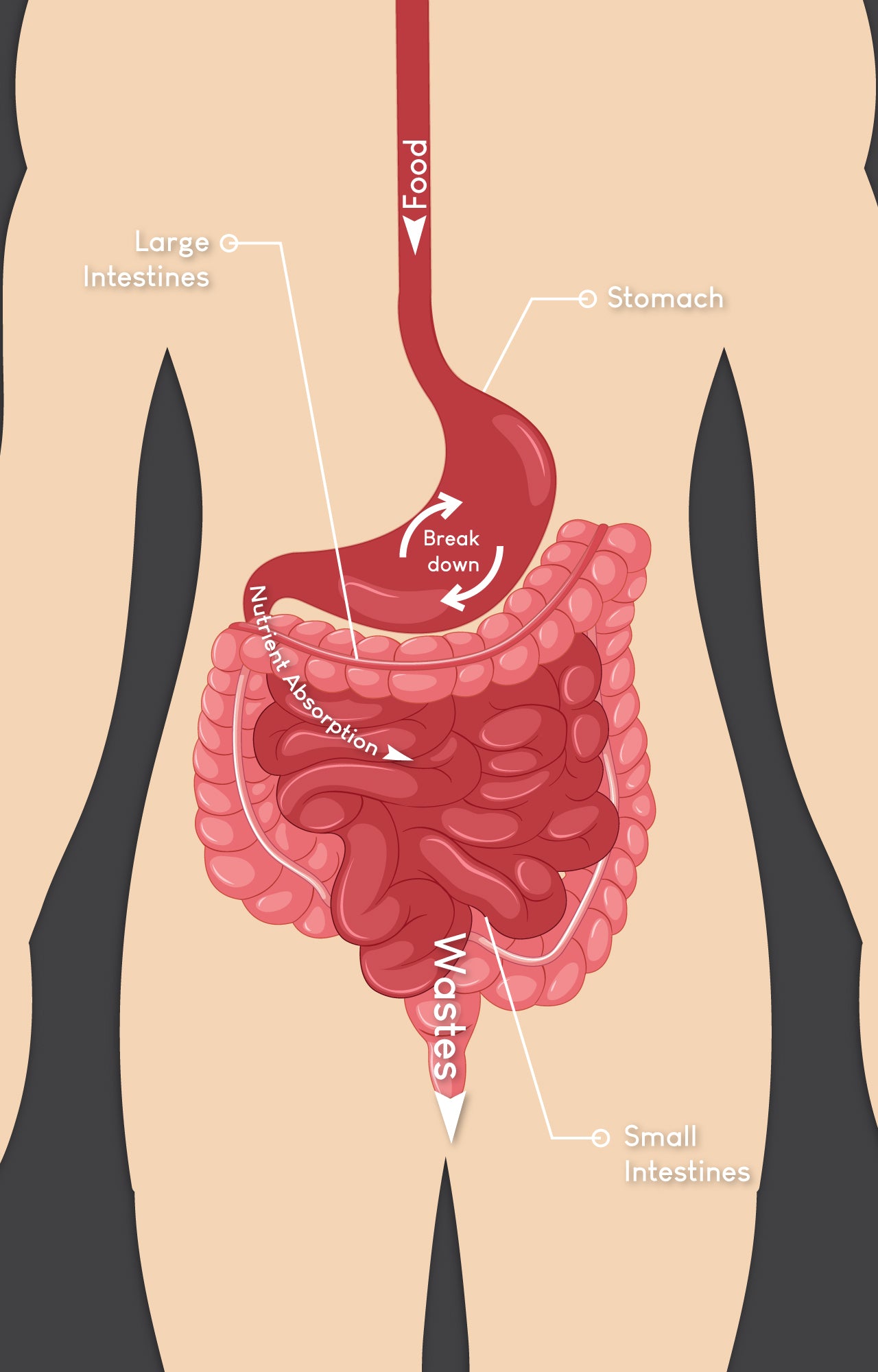 Protein and Free Amino Acids Digestion and Absorption: Which Wins the Race?