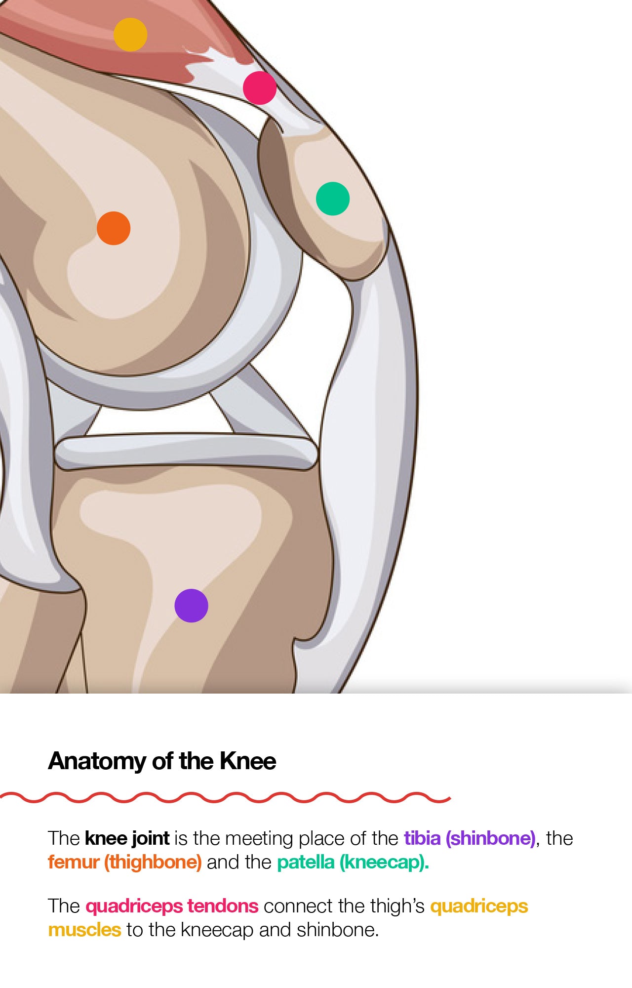 Anatomy of the Knee