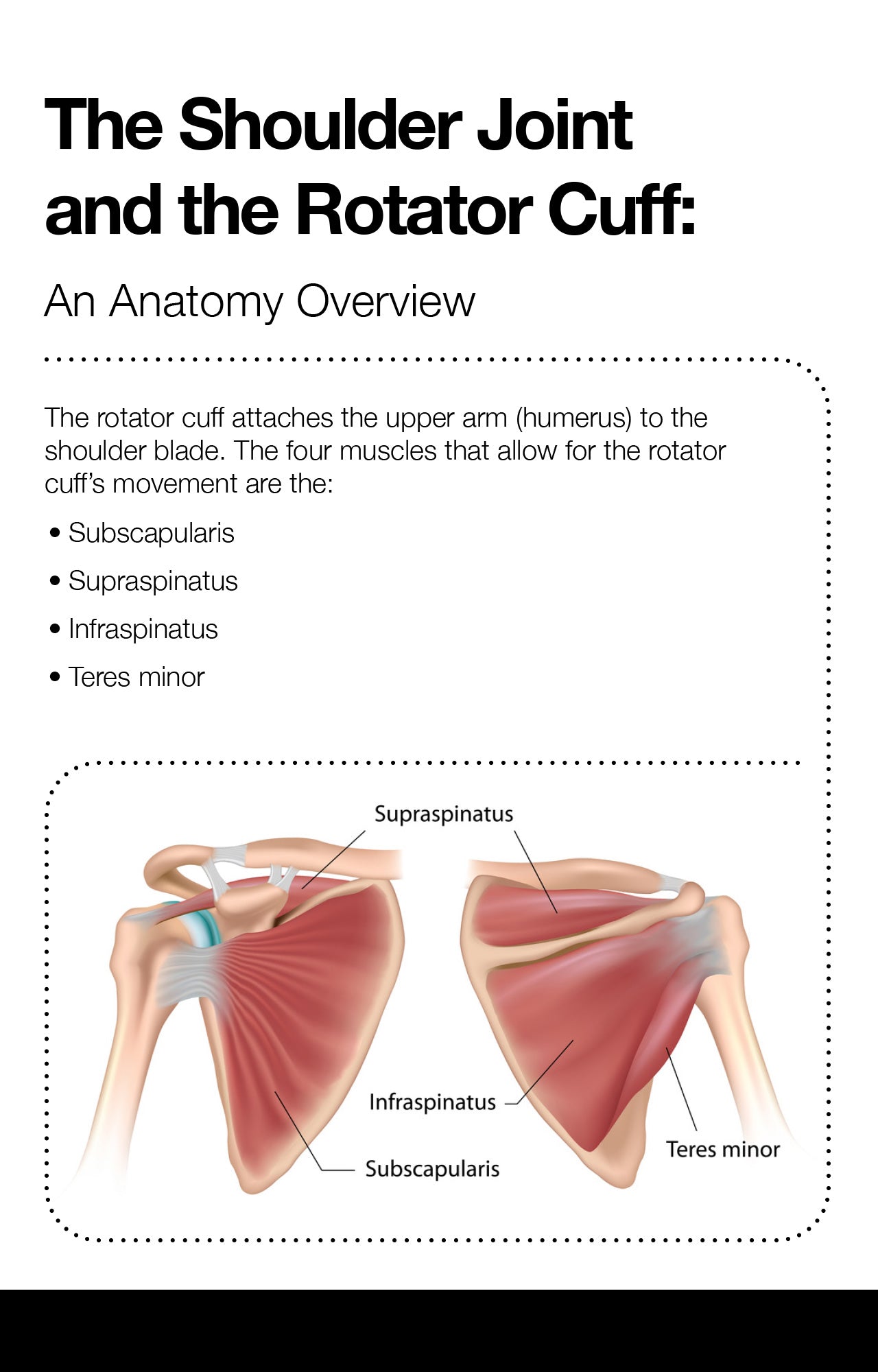 The Shoulder Joint and the Rotator Cuff: An Anatomy Overview