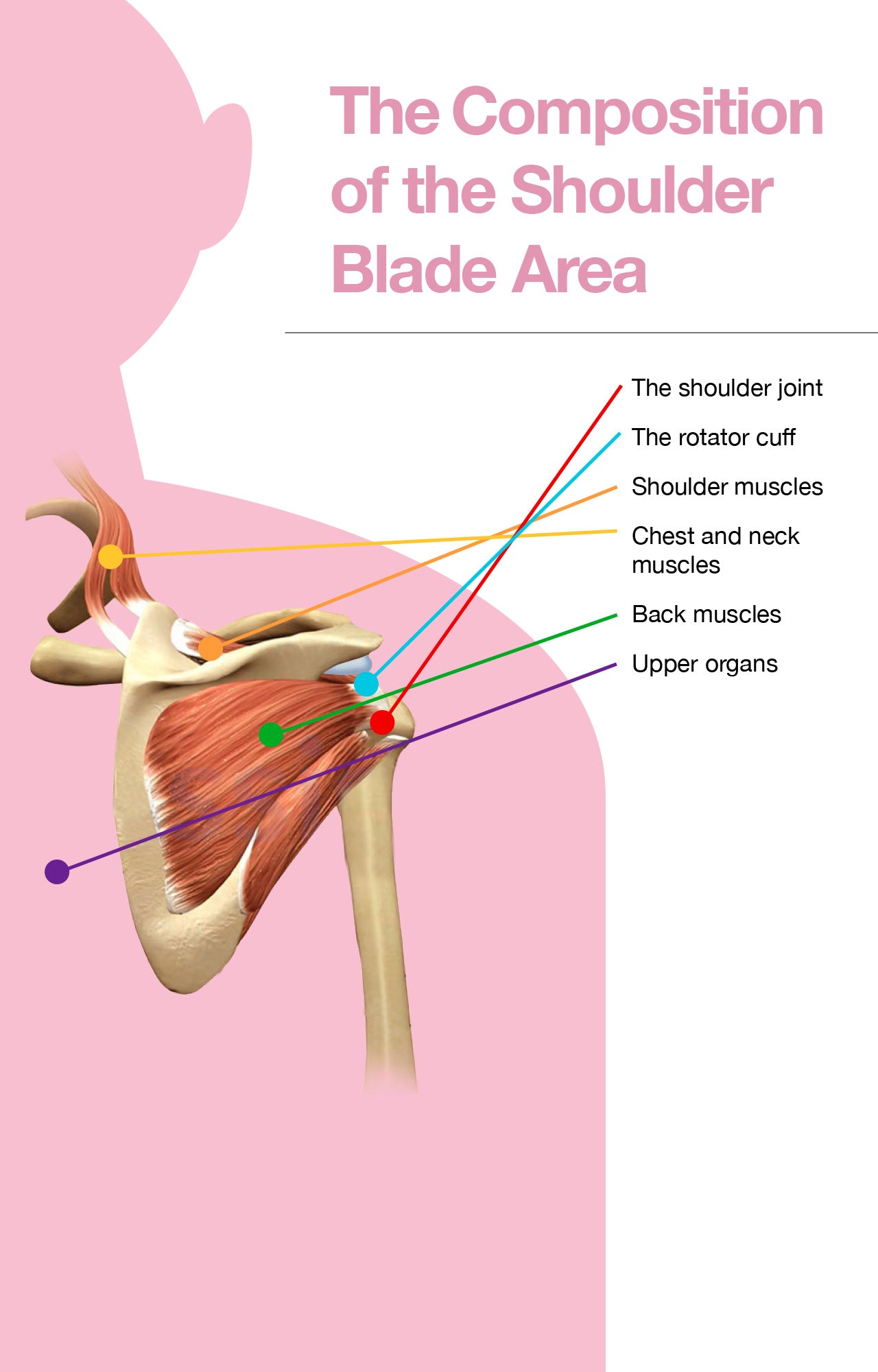 The Composition of the Shoulder Blade Area