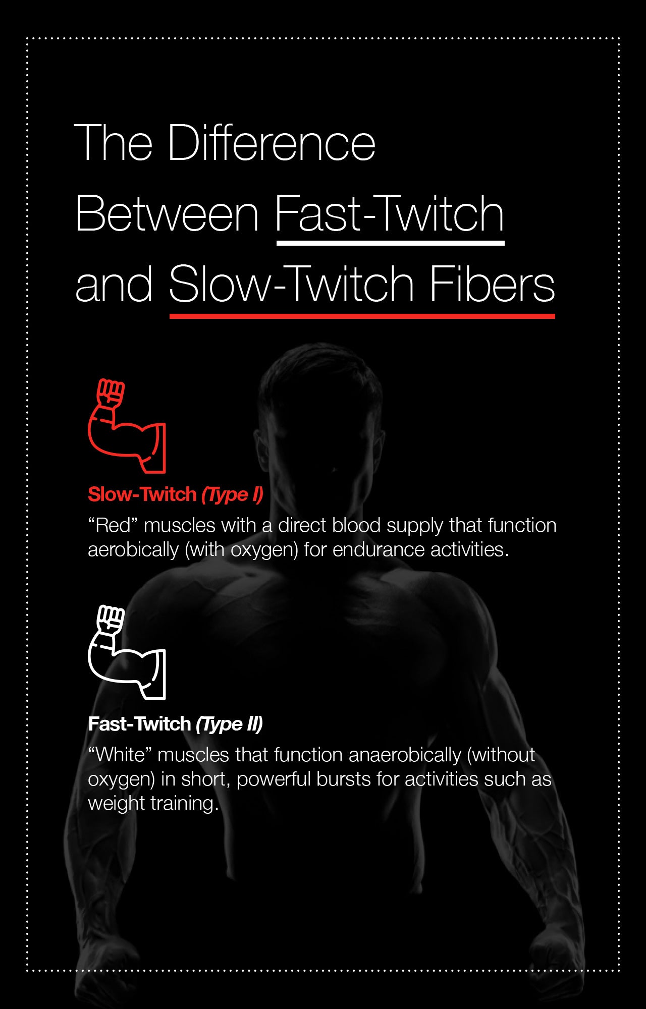 The Difference Between Fast-Twitch and Slow-Twitch Fibers