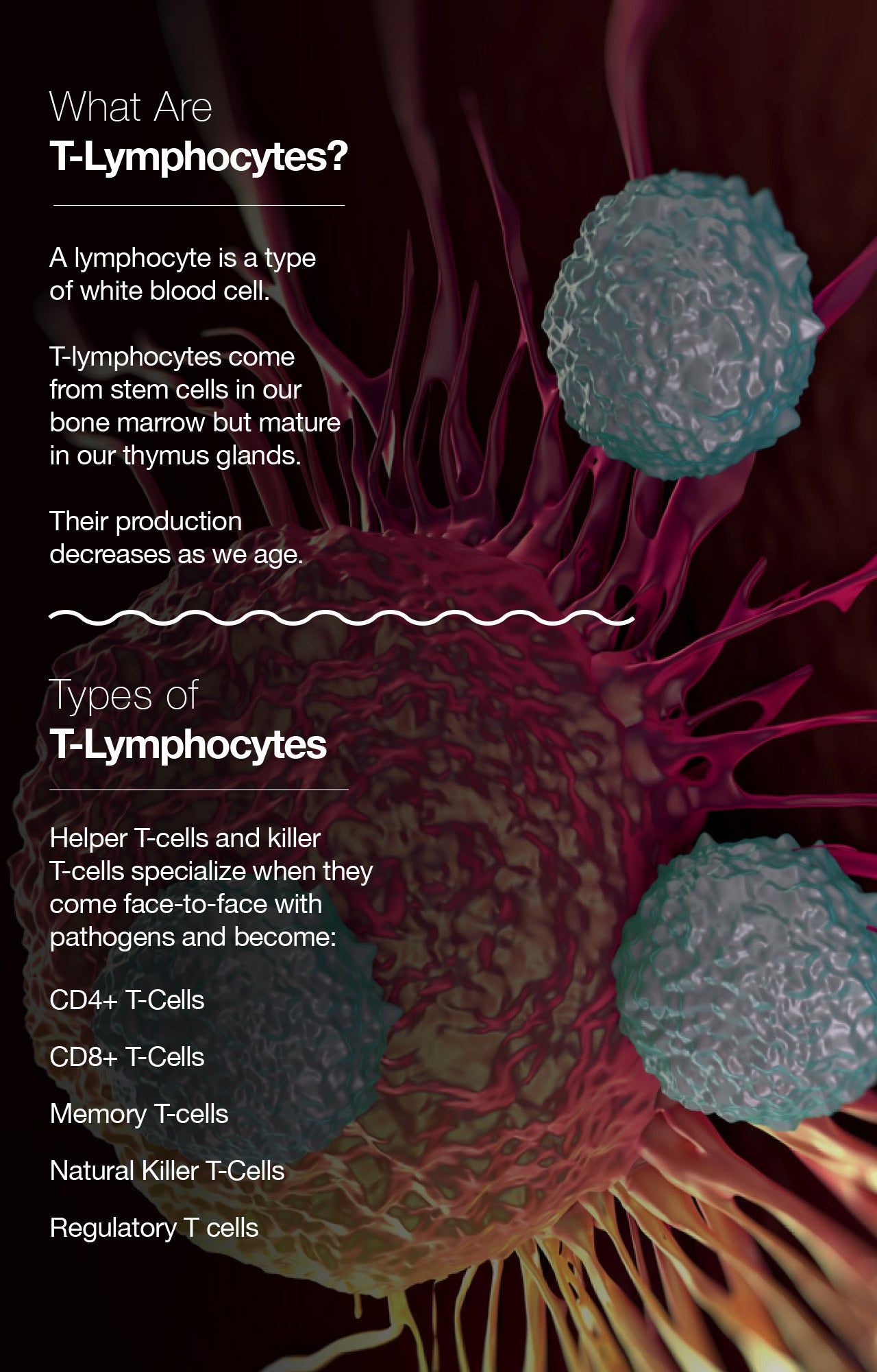 What Are T-Lymphocytes?