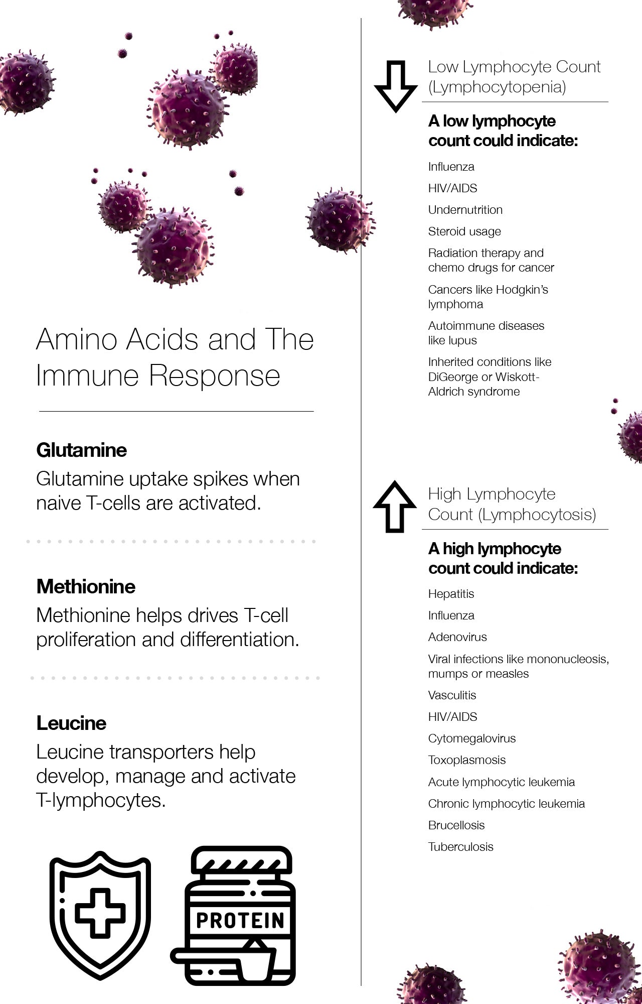 Amino Acids and The Immune Response
